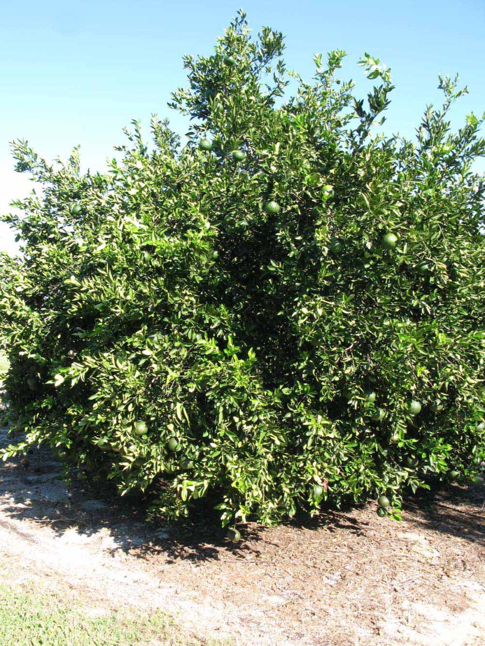            Habit (Winter Haven, FL)   